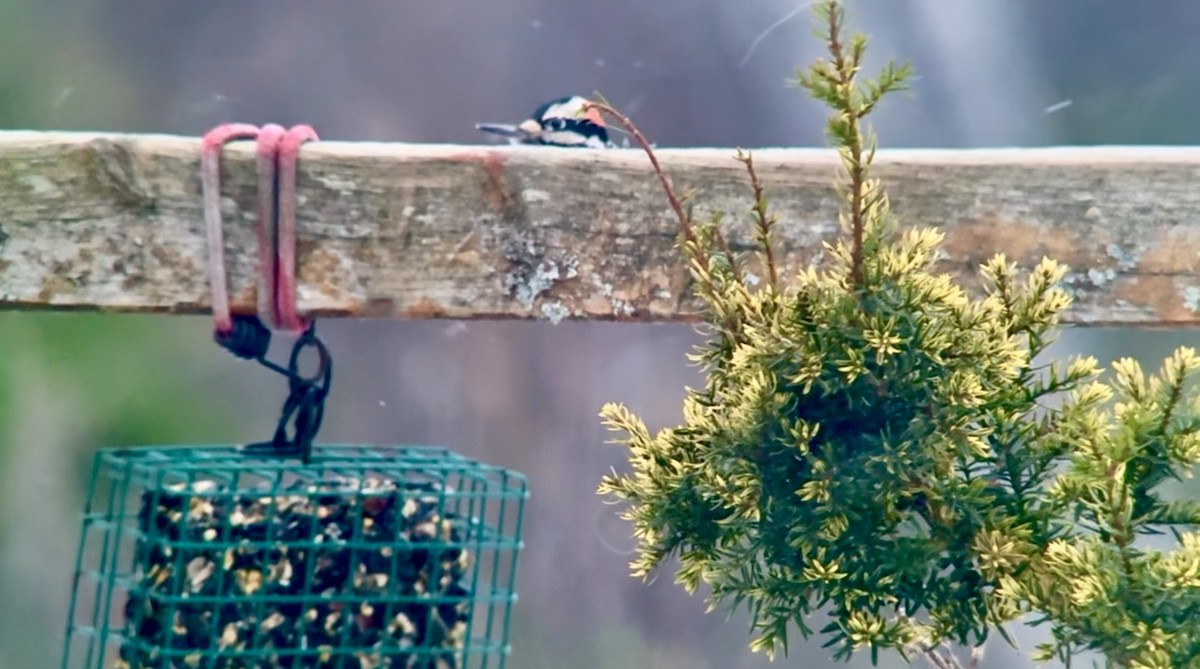 セジロアカゲラ - ML646955363