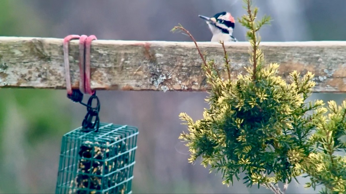 セジロアカゲラ - ML646955364