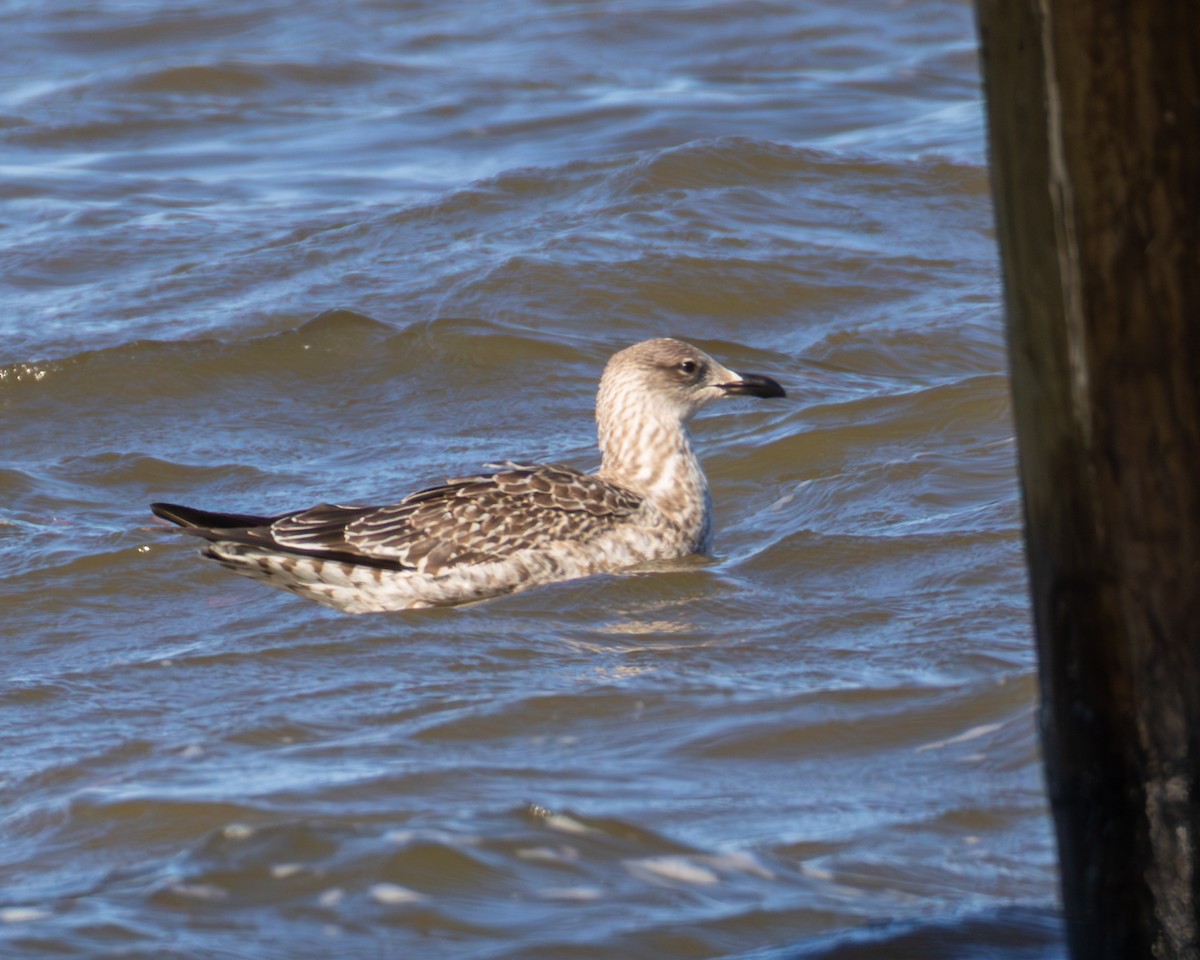 Zafferano - ML646955380