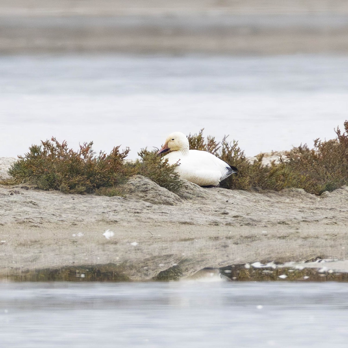 Snow Goose - ML646955381