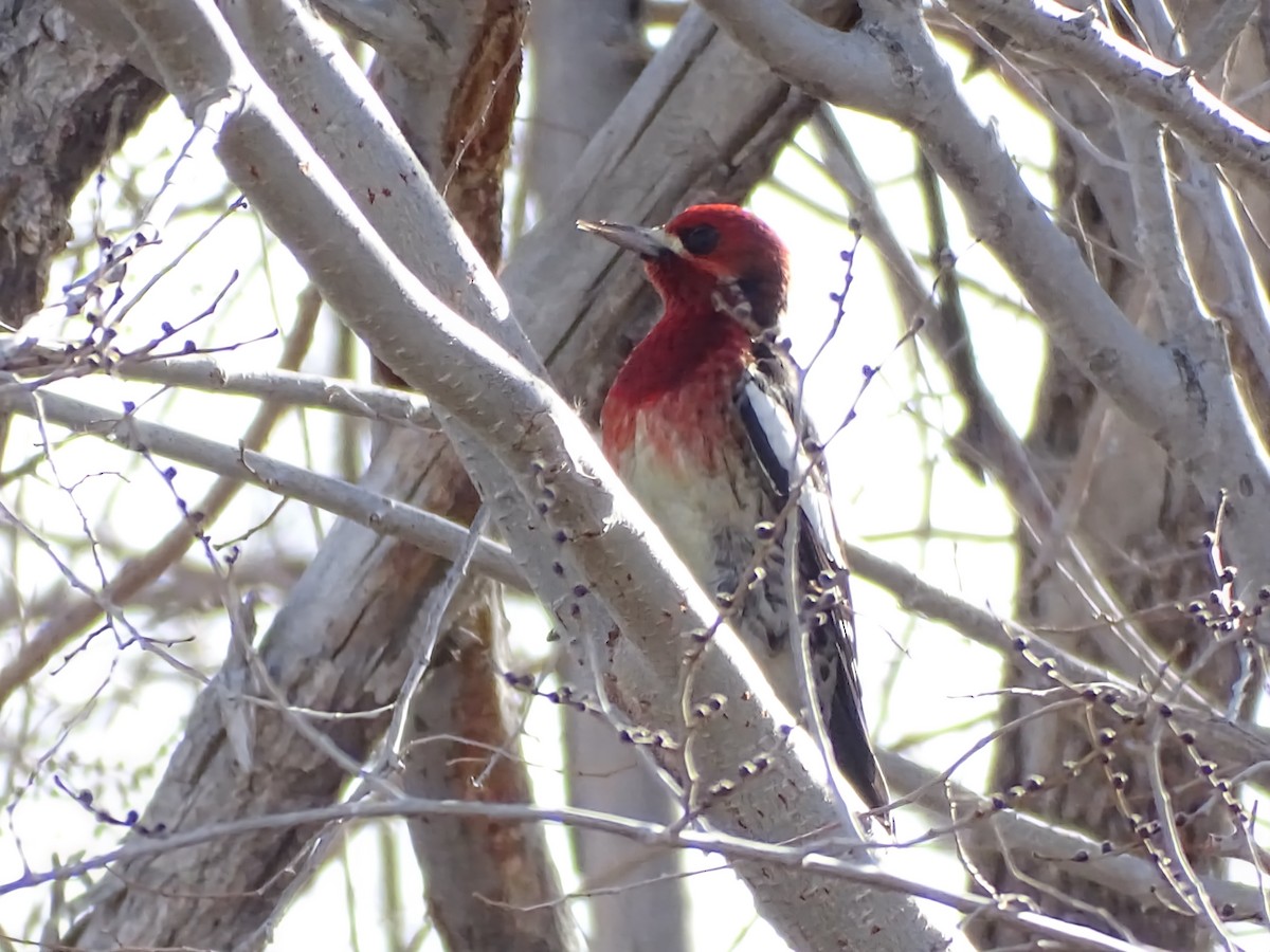 Дятел-смоктун червоноголовий - ML646955382