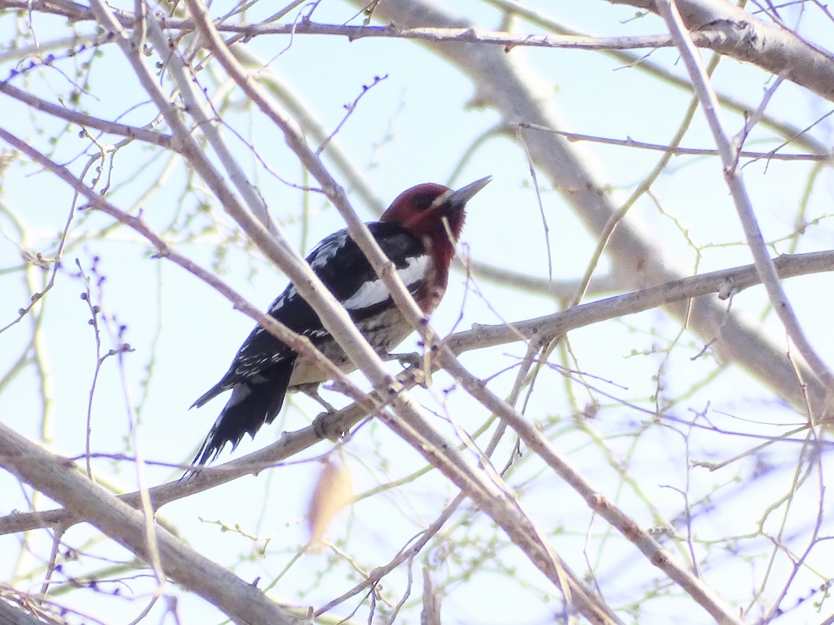 Дятел-смоктун червоноголовий - ML646955383