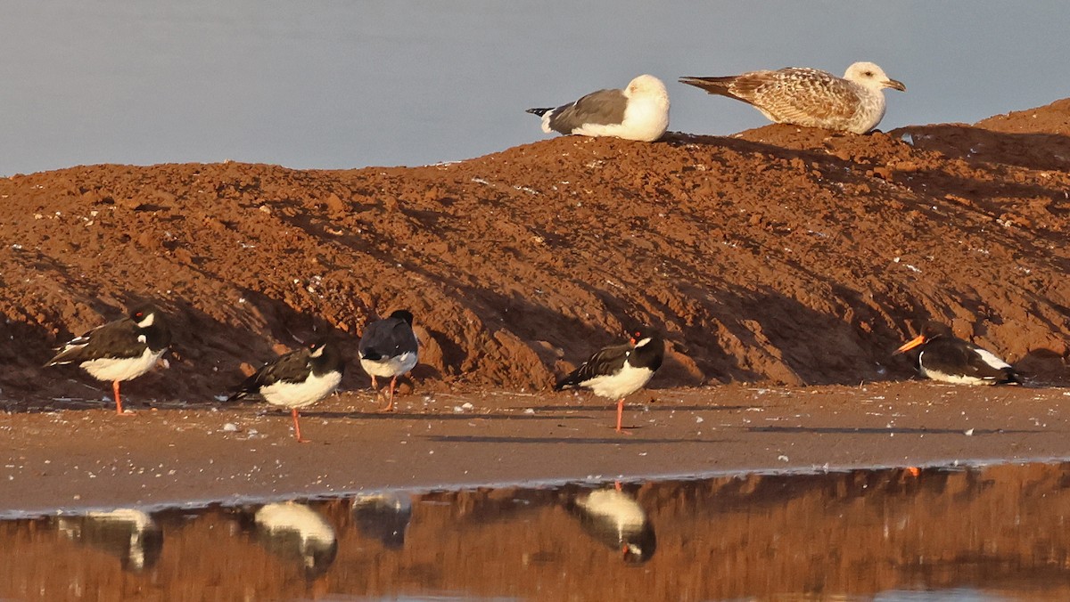 Eurasian Oystercatcher - ML646955386