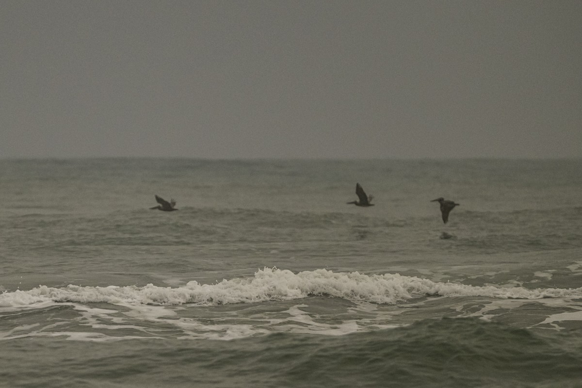 Brown Pelican - ML646955399