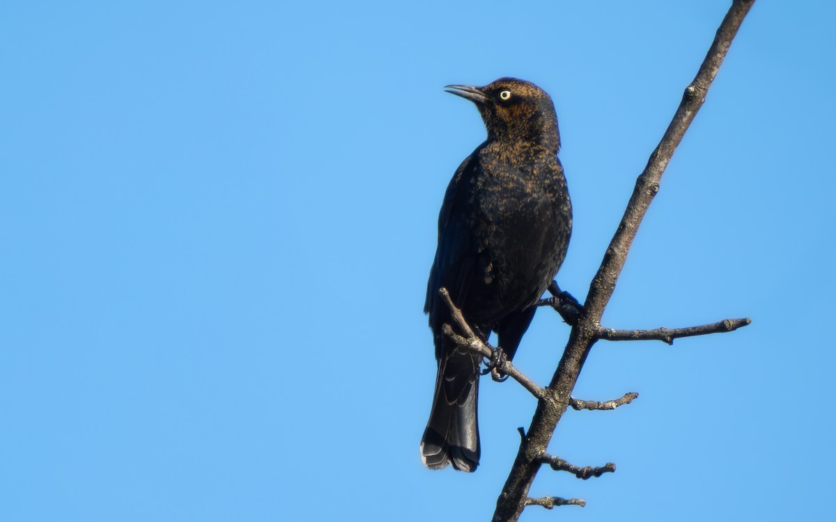 Rusty Blackbird - ML646955401