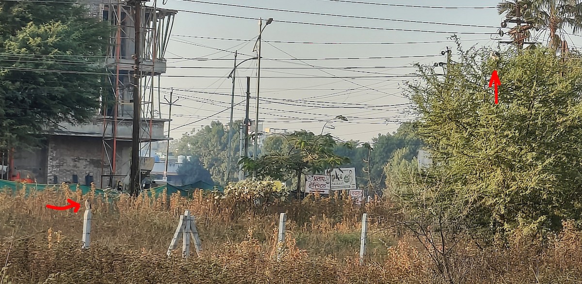 Elano urdina - ML646955405