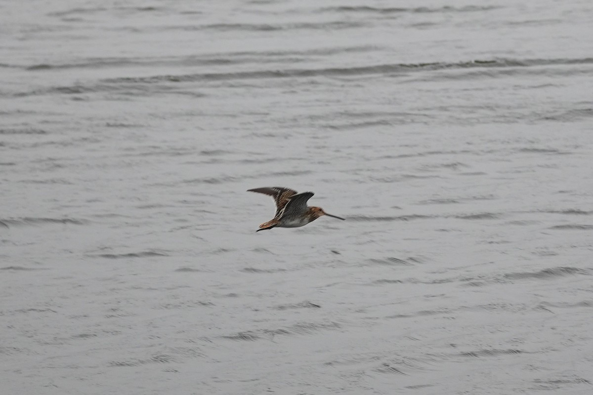 Wilson's Snipe - ML646955406