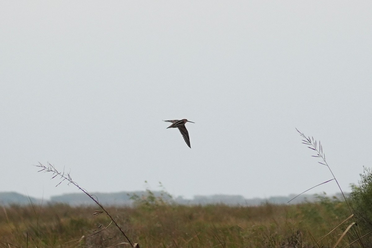 Wilson's Snipe - ML646955407