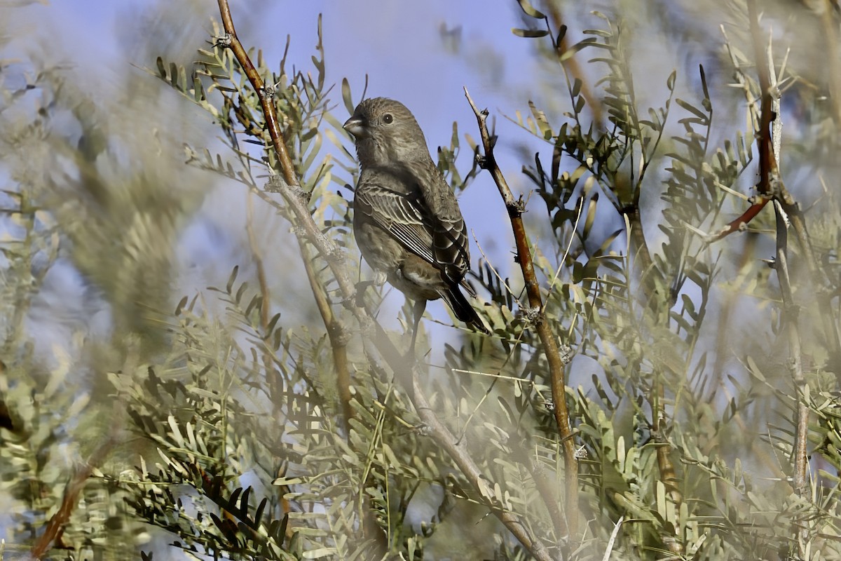 Roselin familier - ML646955413