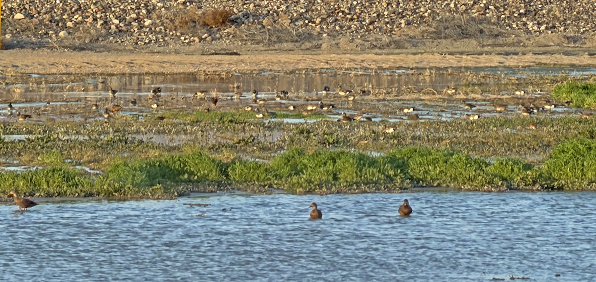 Американская свиязь - ML646955414