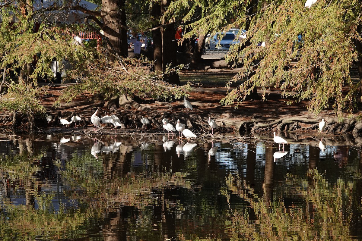 White Ibis - ML646955415