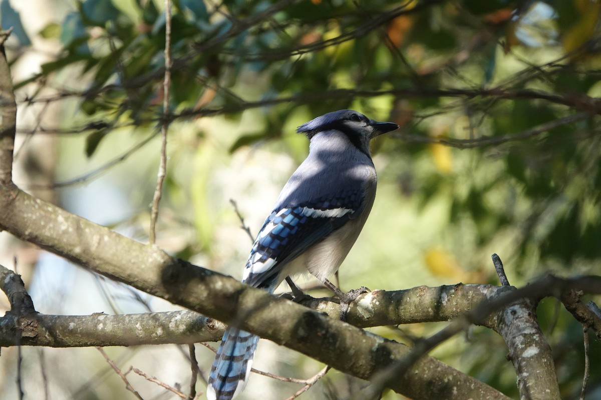 Blue Jay - ML646955419