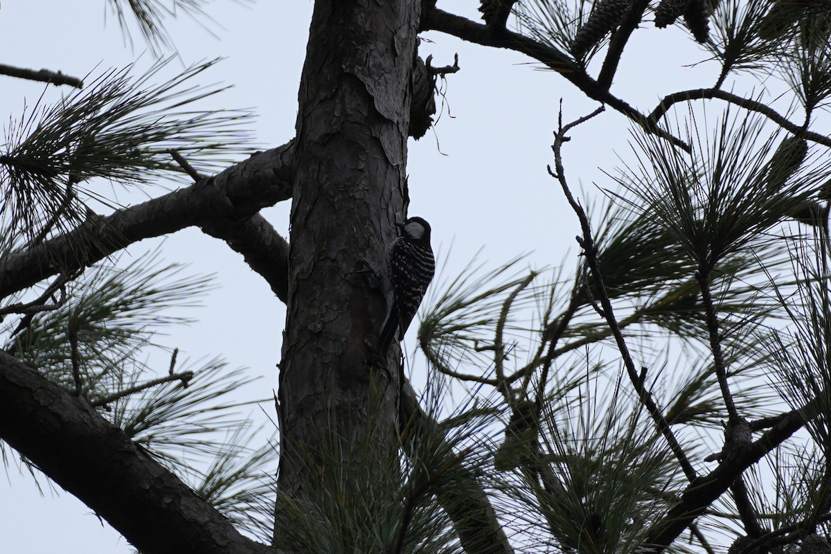 Red-cockaded Woodpecker - ML646955420