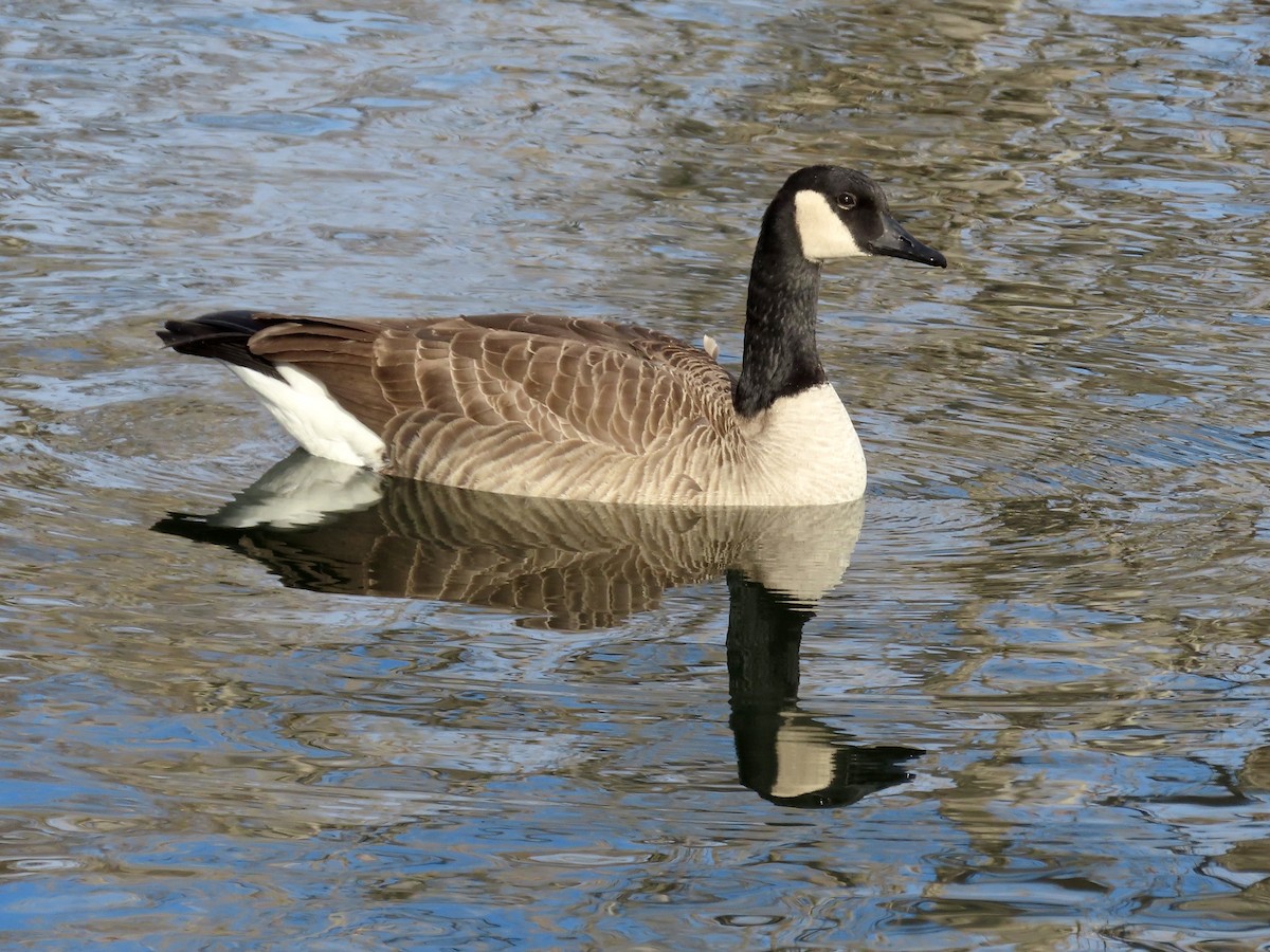 Canada Goose - ML646955421