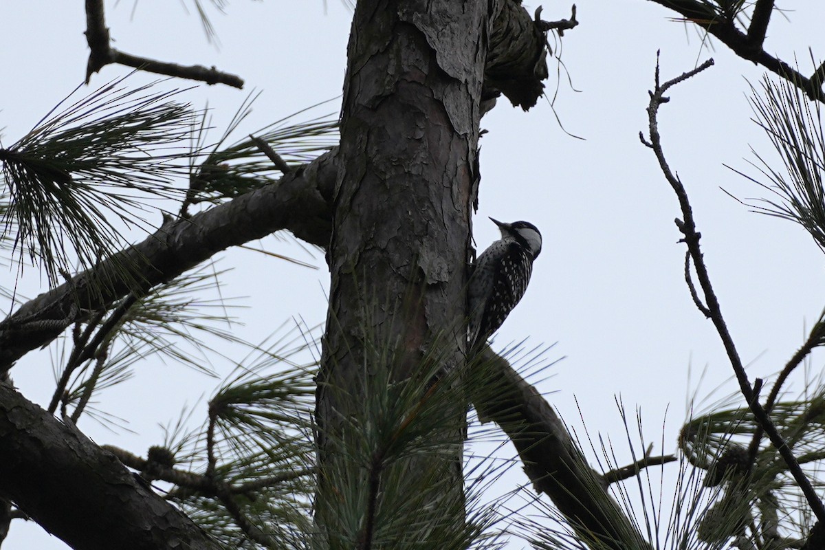 Red-cockaded Woodpecker - ML646955422