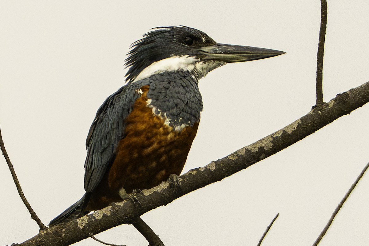 Ringed Kingfisher - ML646955423