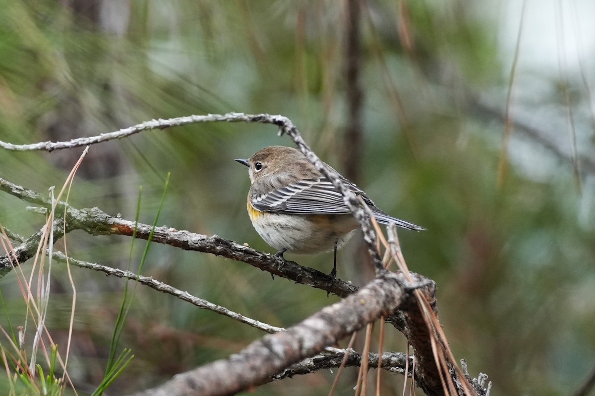 Yellow-rumped Warbler - ML646955424