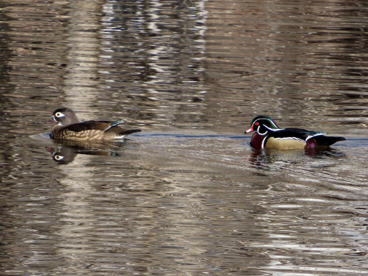 美洲鴛鴦 - ML646955425