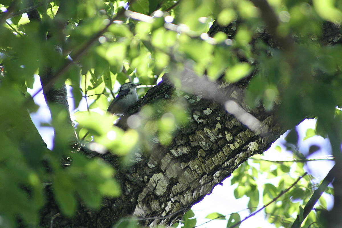 White-breasted Nuthatch - ML646955426