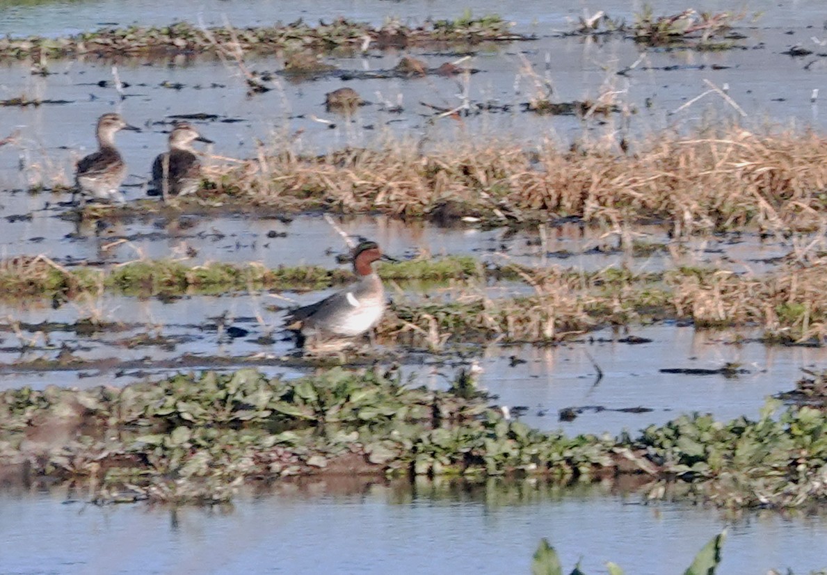 Чирок-свистунок - ML646955427