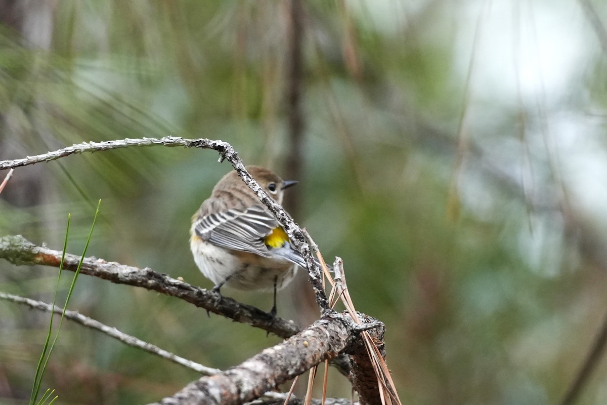 Yellow-rumped Warbler - ML646955428