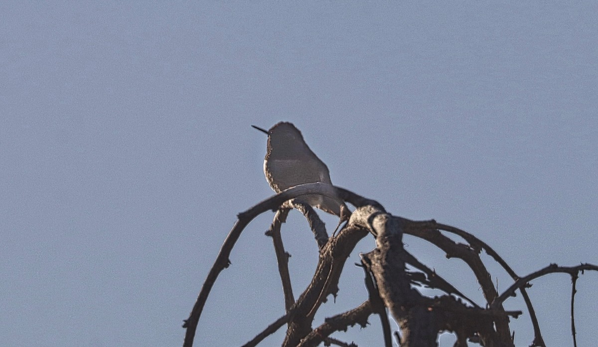Anna's Hummingbird - ML646955429