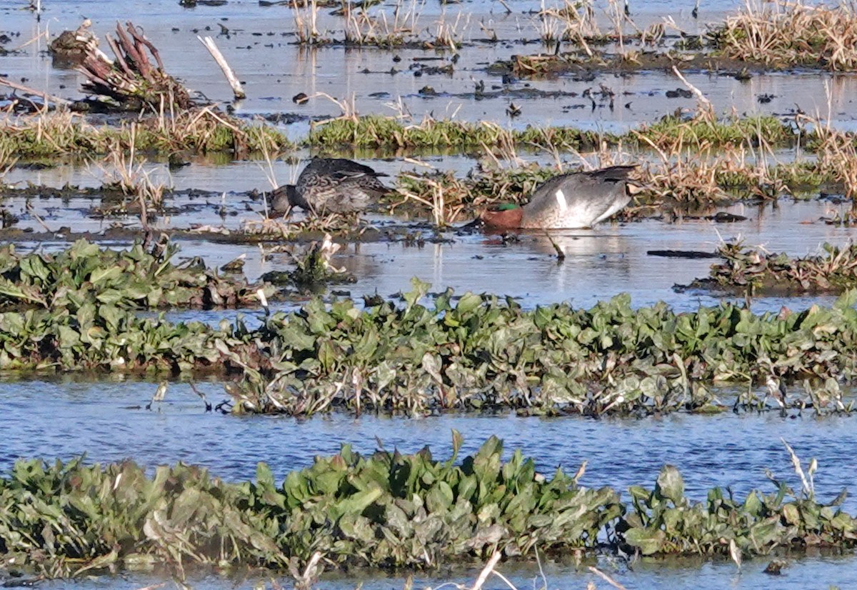 Чирок-свистунок - ML646955430