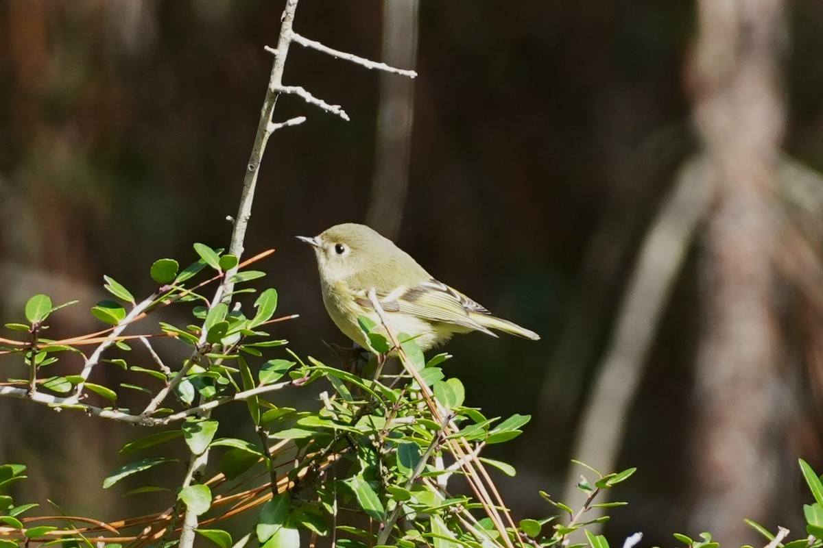 Blue-headed Vireo - ML646955431