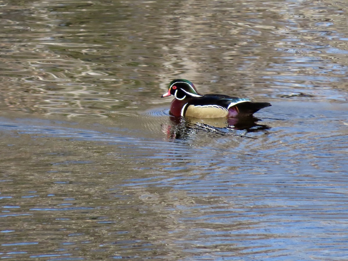 美洲鴛鴦 - ML646955432