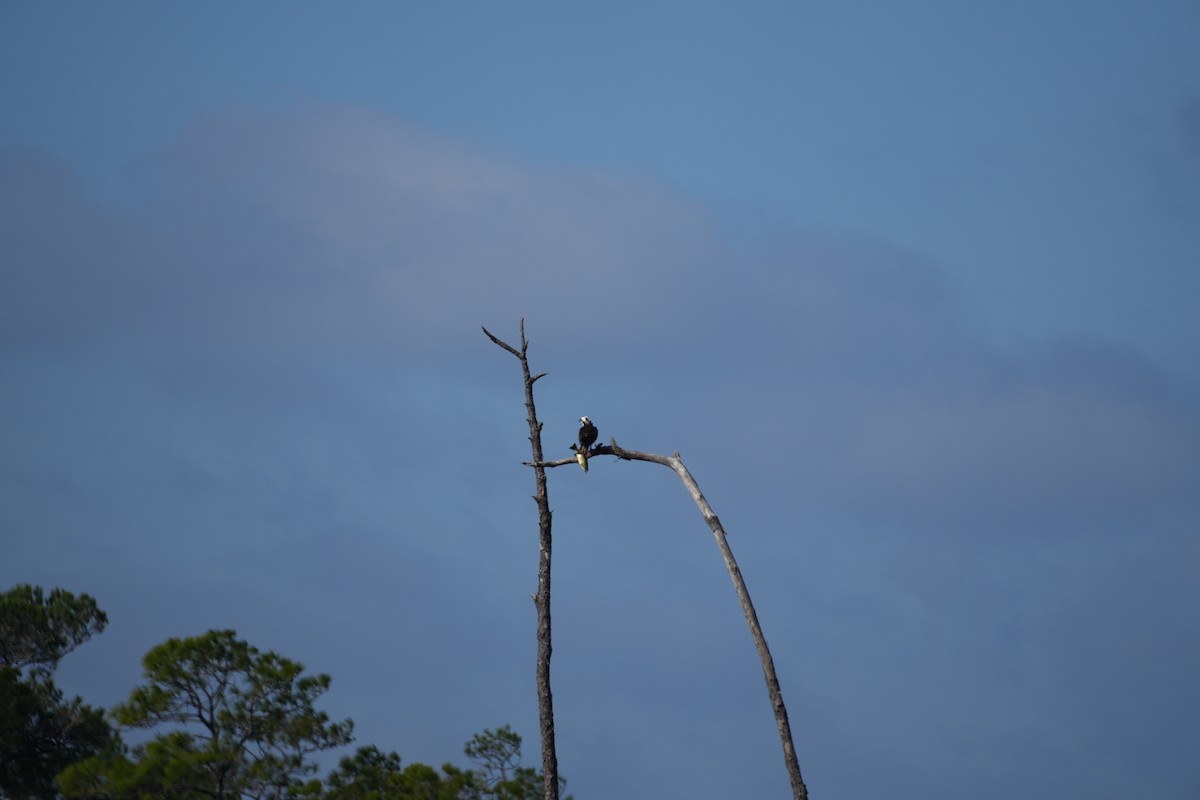 魚鷹 - ML646955441