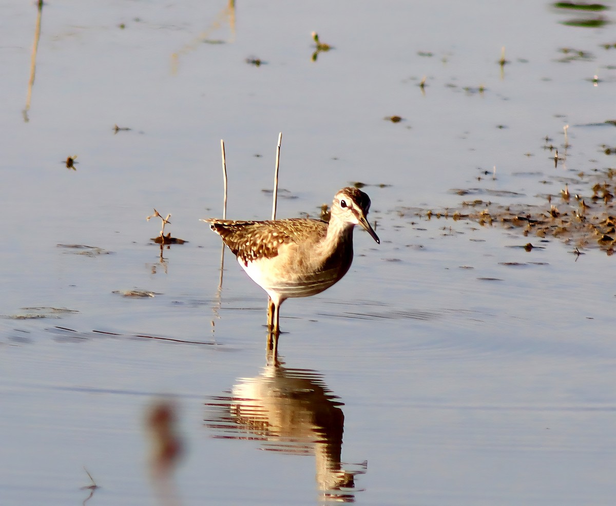 鷹斑鷸 - ML646955442