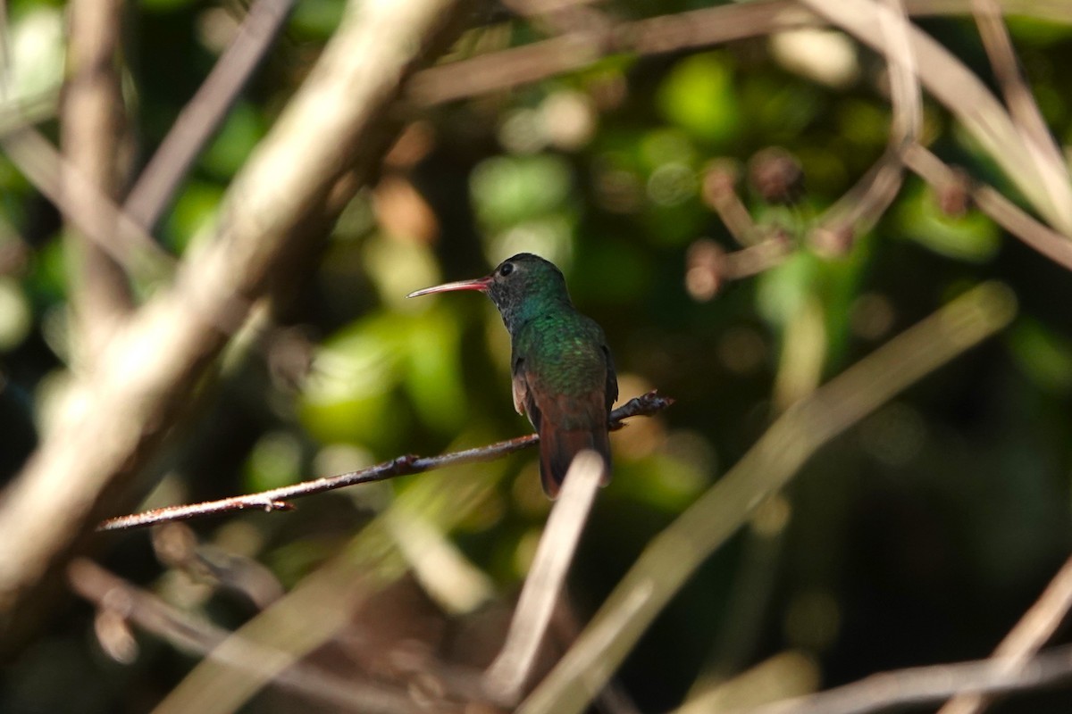 Buff-bellied Hummingbird - ML646955443