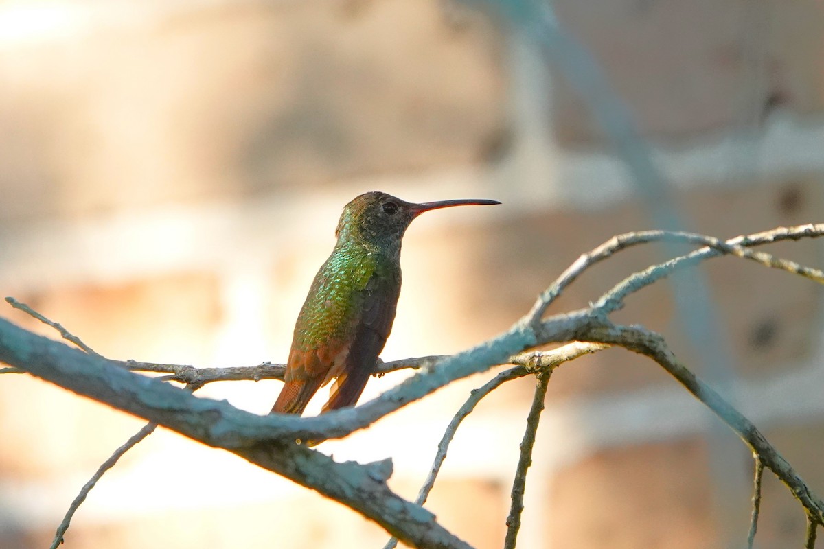 Buff-bellied Hummingbird - ML646955444