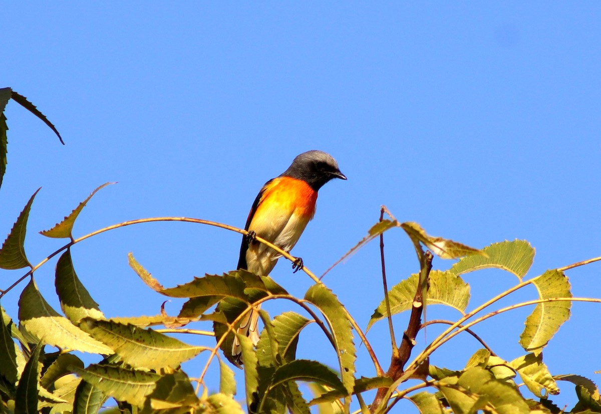 Small Minivet - ML646955446