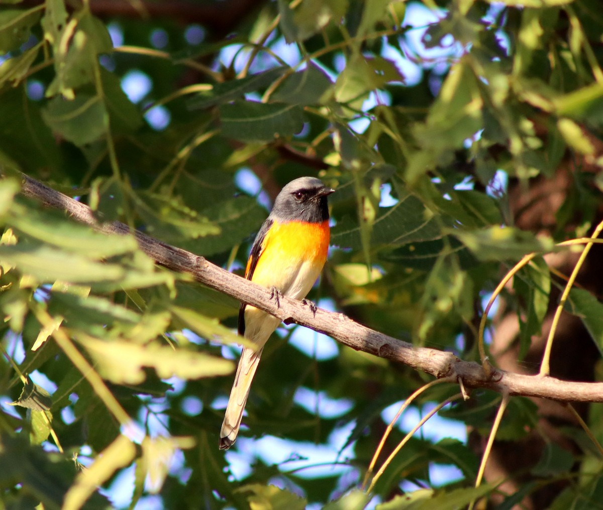 Small Minivet - ML646955447