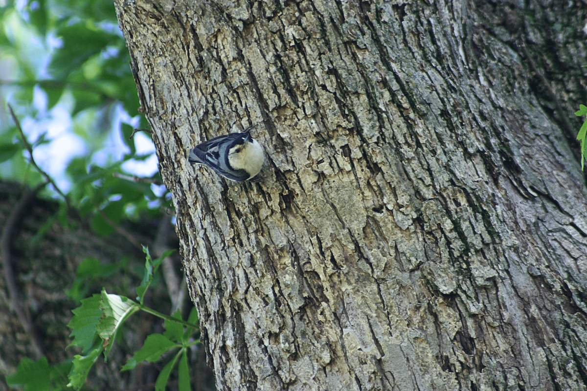 White-breasted Nuthatch - ML646955448
