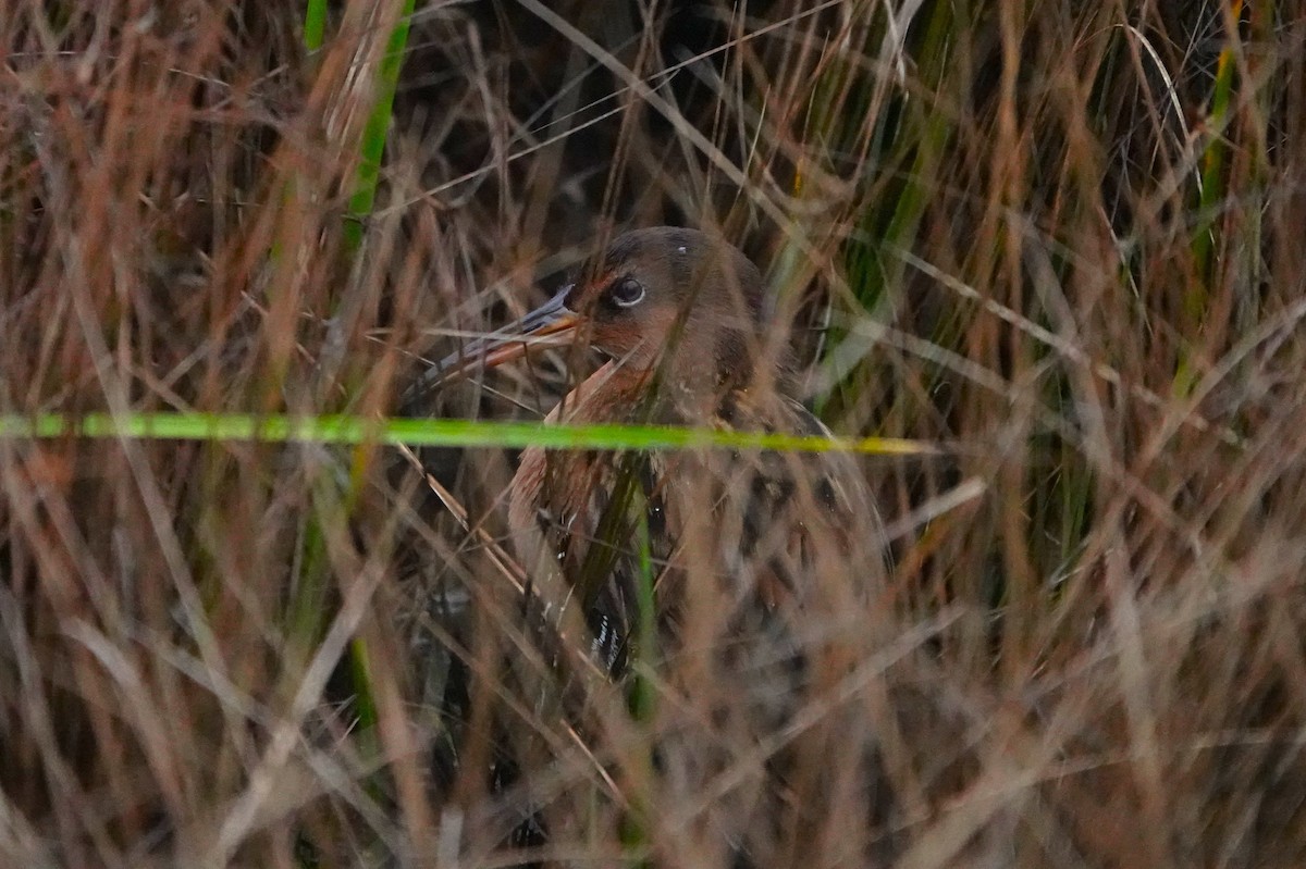 King Rail - ML646955450