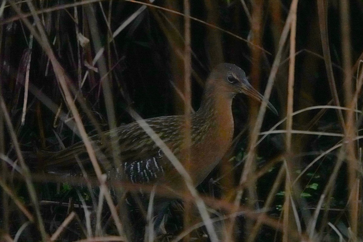 King Rail - ML646955451