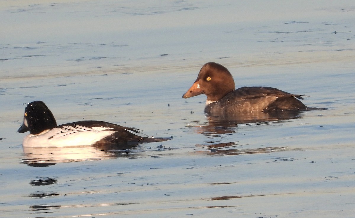 鵲鴨 - ML646955452