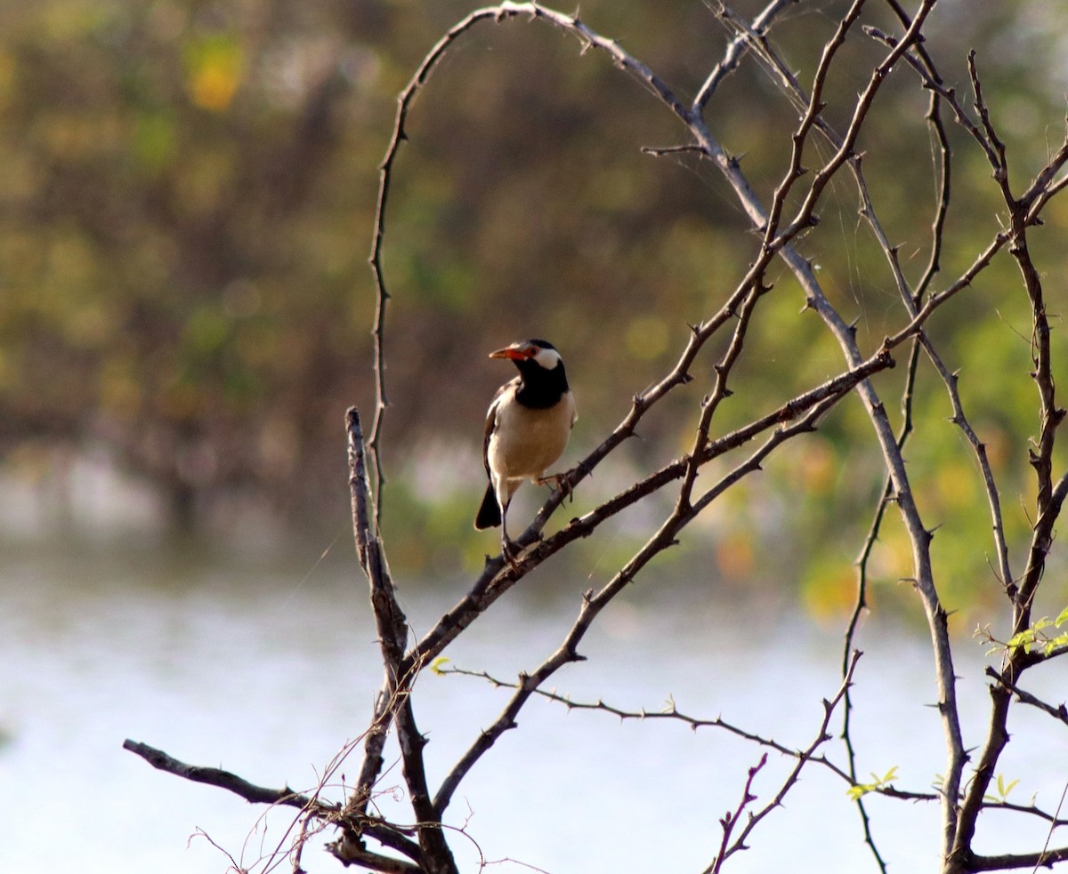 印度鵲椋鳥 - ML646955453