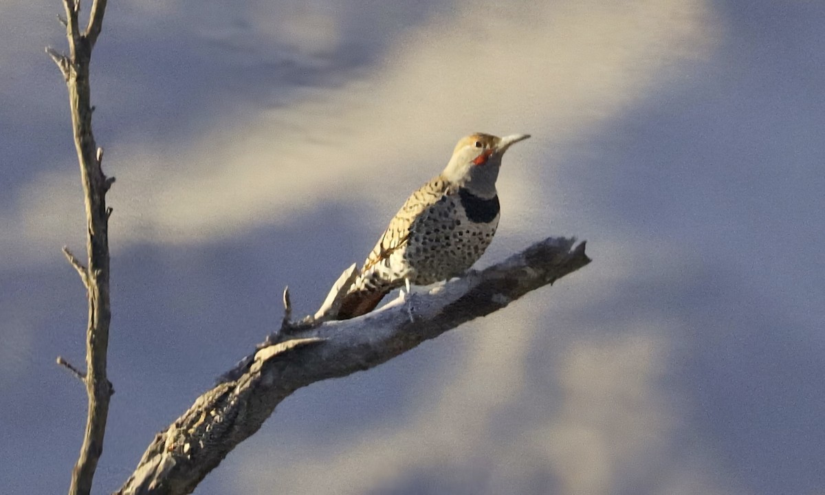 Northern Flicker (Red-shafted) - ML646955454