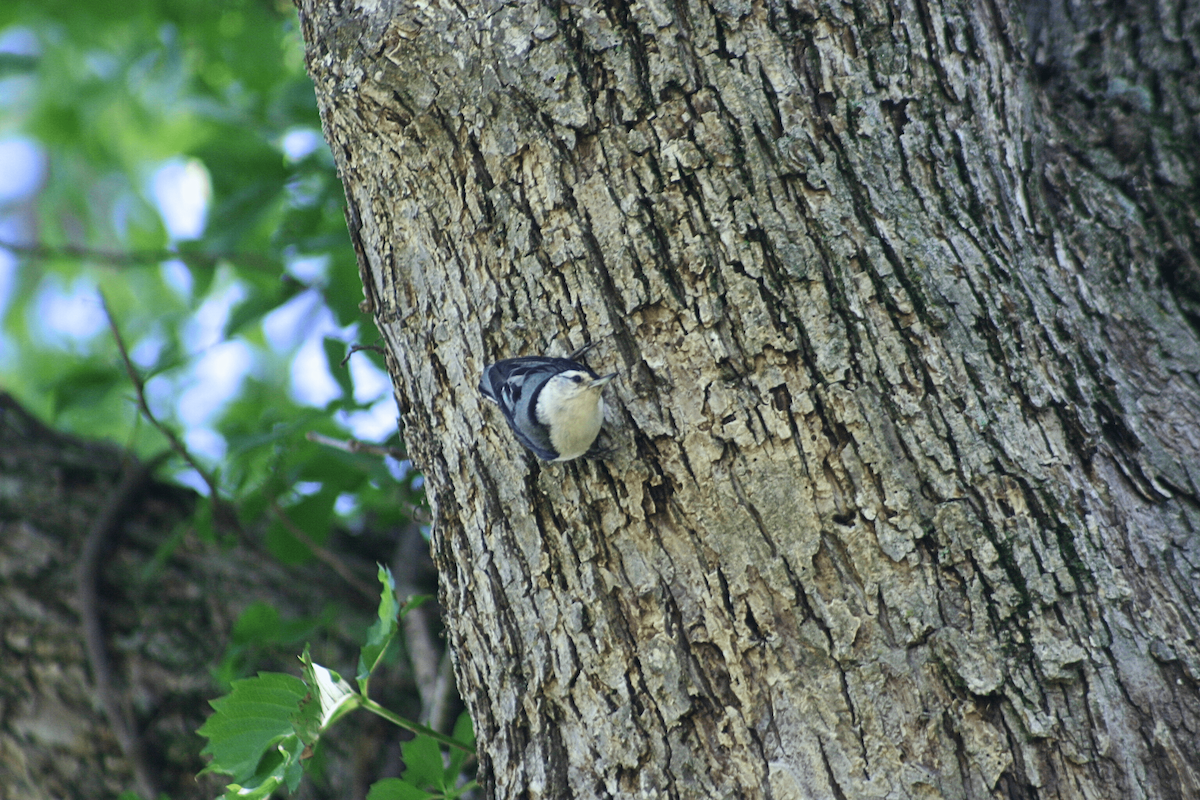 White-breasted Nuthatch - ML646955455