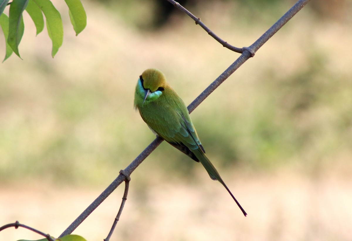 Asian Green Bee-eater - ML646955456