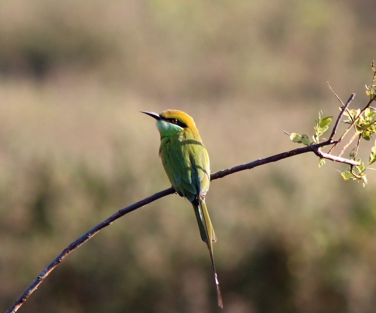Asian Green Bee-eater - ML646955457