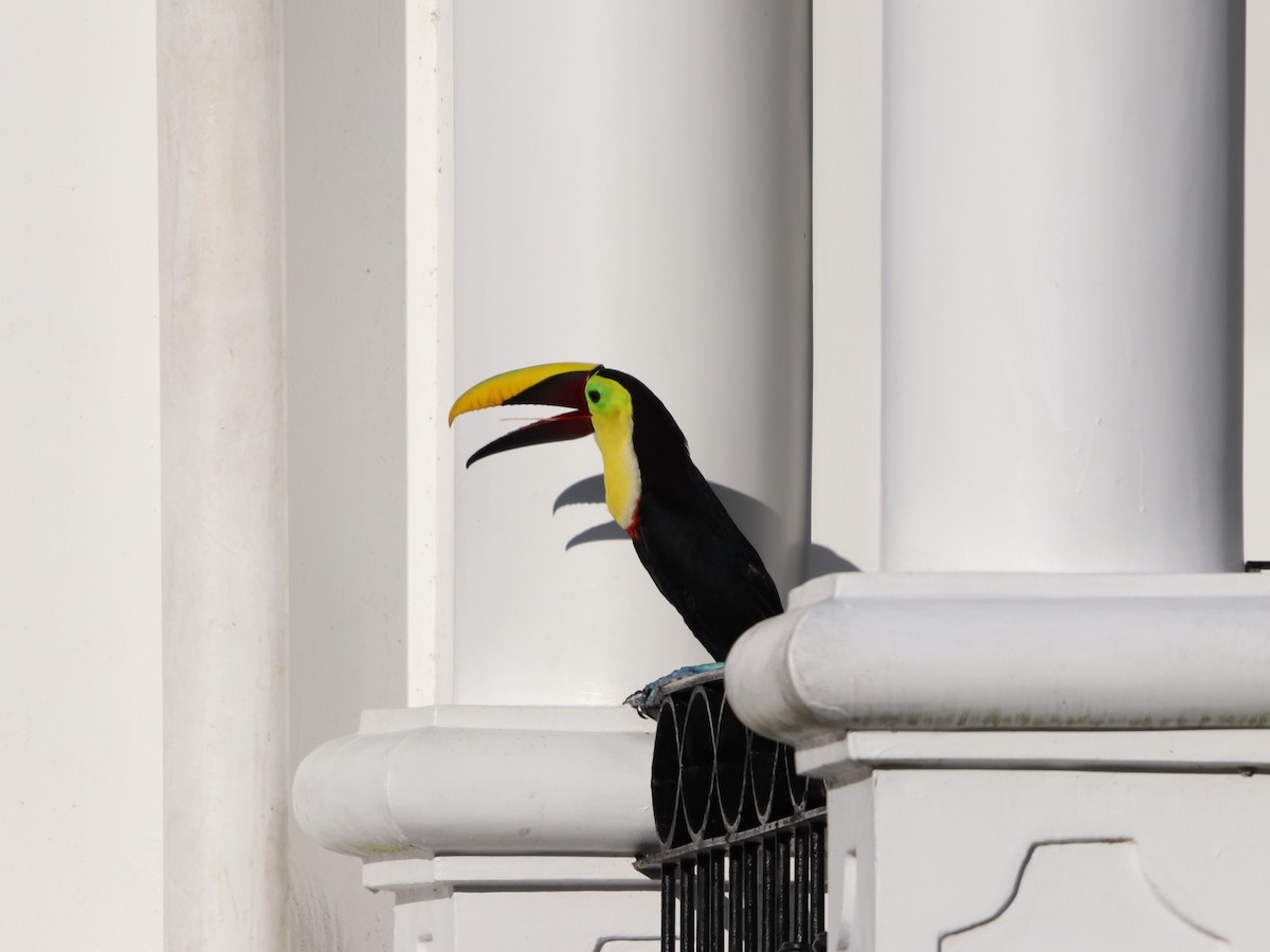 Тукан жовтошиїй - ML646955458