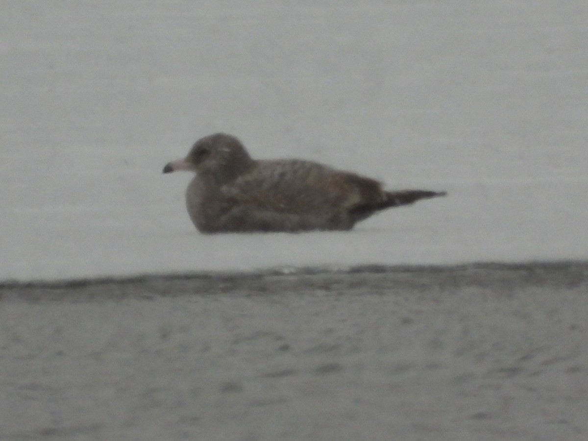 שחף מערבי - ML646955459