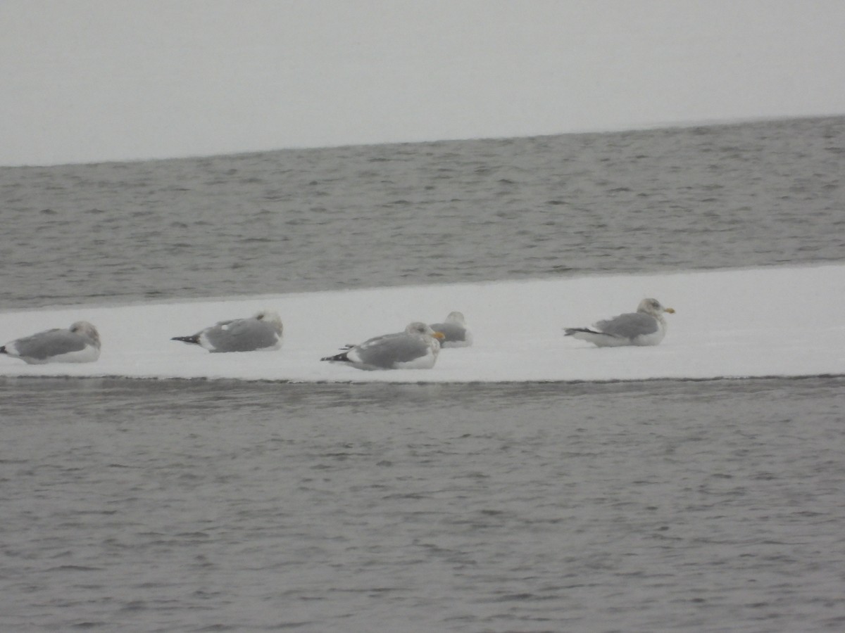 שחף מערבי - ML646955460