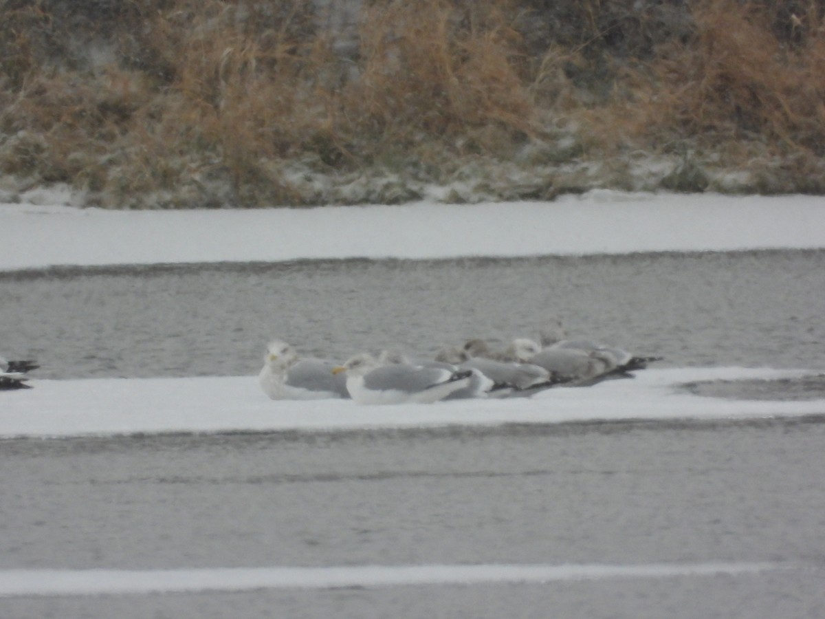 שחף מערבי - ML646955461