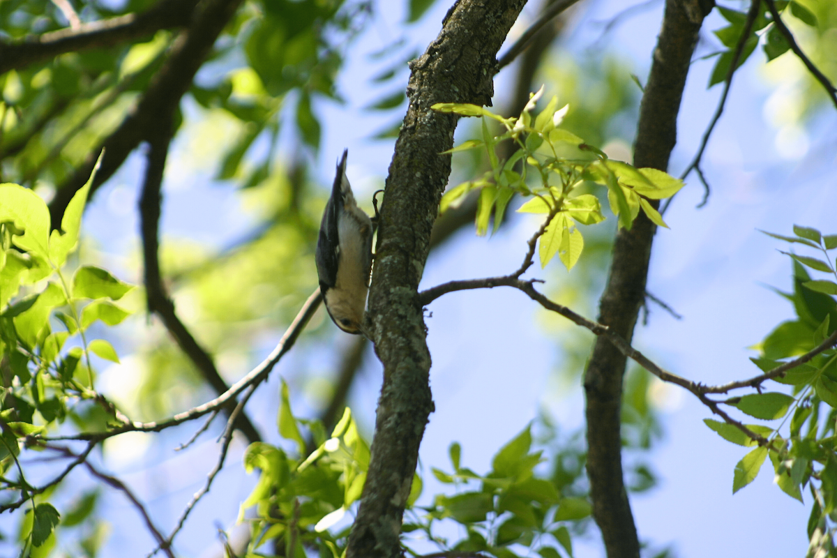 White-breasted Nuthatch - ML646955462