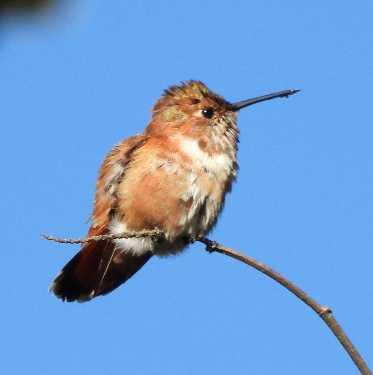 Rufous Hummingbird - ML646955463